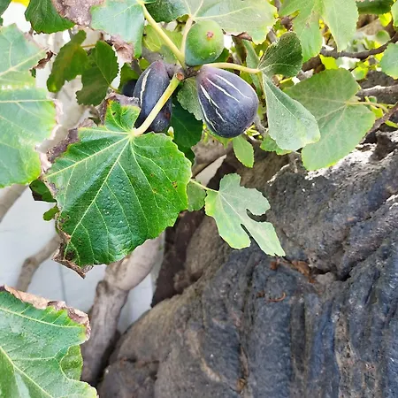 Casa Volcanica El Cabezo * Masdache
