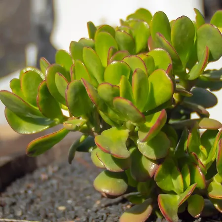 Dom wakacyjny Casa Volcanica El Cabezo Masdache