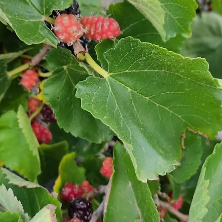 Casa Volcanica El Cabezo