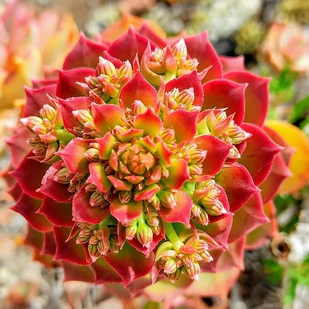 Casa Volcanica El Cabezo Dom wakacyjny