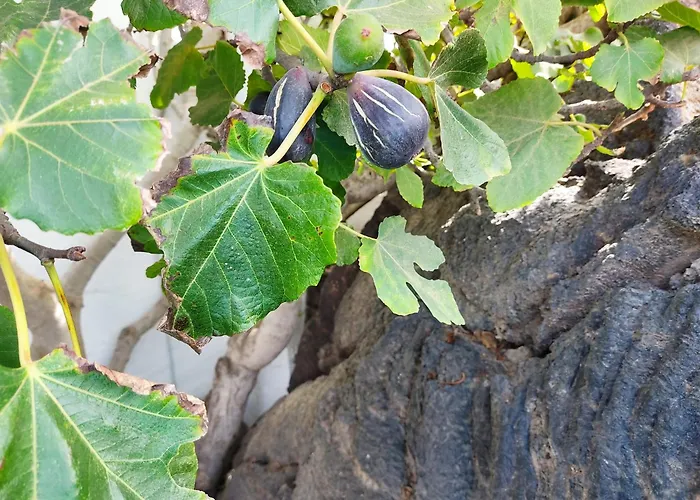 Casa Volcanica El Cabezo * Masdache