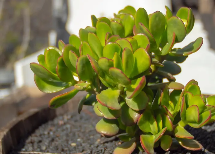 度假居 Casa Volcanica El Cabezo Masdache