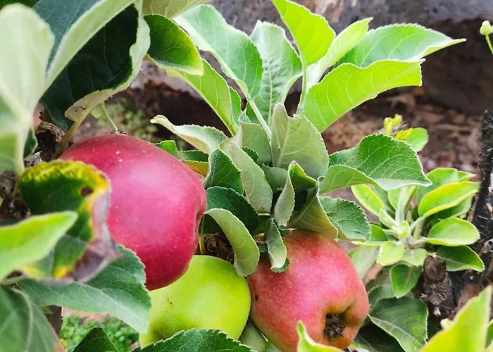 Casa Volcanica El Cabezo 펜션