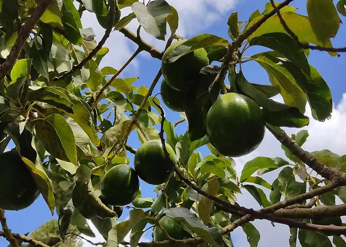 Casa Volcanica El Cabezo 度假居 *