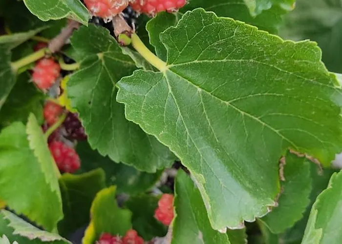 Casa Volcanica El Cabezo