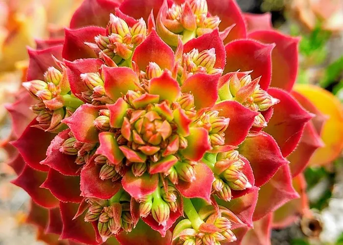 Casa Volcanica El Cabezo 度假居